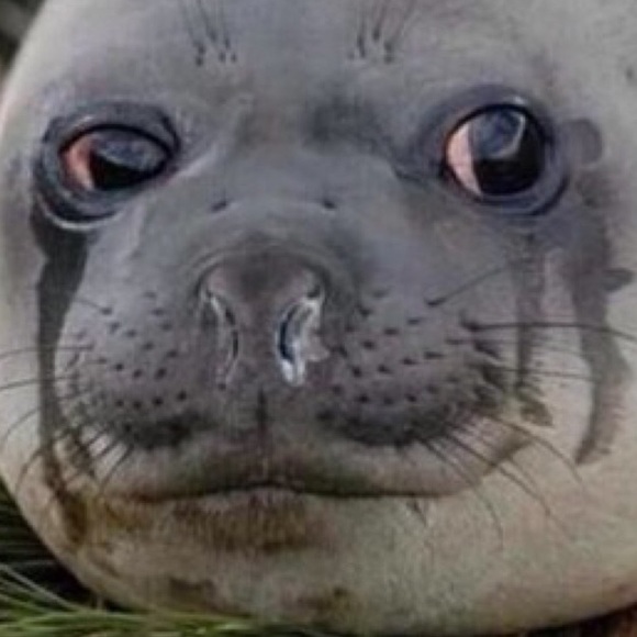 laughingseal